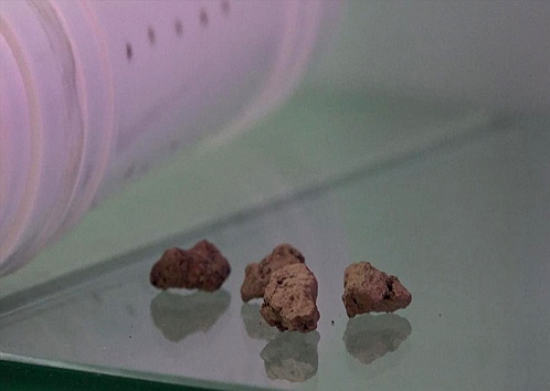 固化微生物 固化微生物